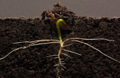 為什么要進(jìn)行土壤有機(jī)質(zhì)檢測？