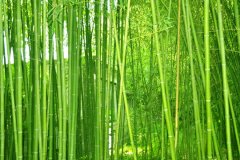 植物株高要如何測量？